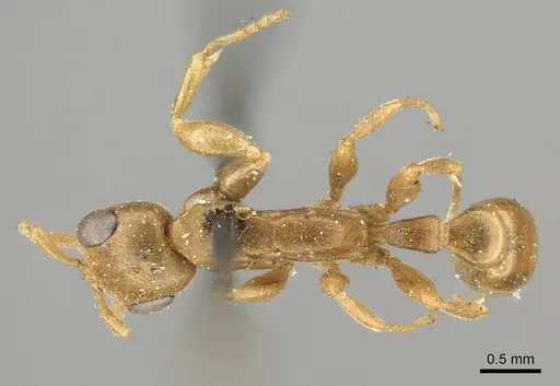 Pseudomyrmex pallens - CASENT0915844