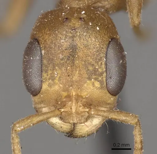 Pseudomyrmex pallens - CASENT0915844