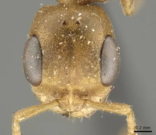 Pseudomyrmex pallens - CASENT0915844