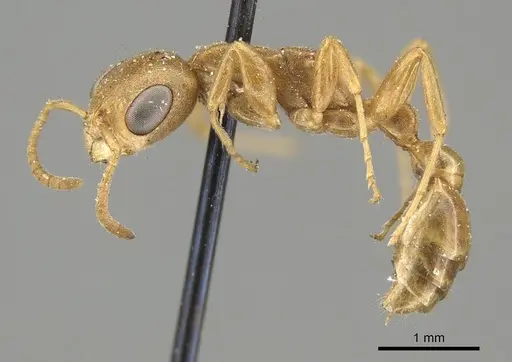 Pseudomyrmex pallens - CASENT0915844