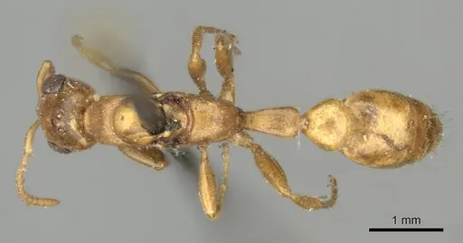 Pseudomyrmex pallens - CASENT0915845