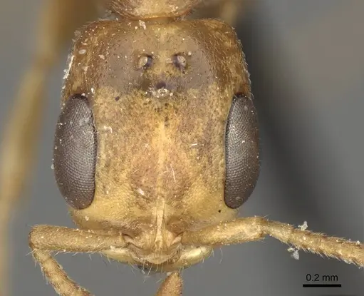 Pseudomyrmex pallens - CASENT0915845