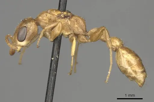 Pseudomyrmex pallens - CASENT0915845