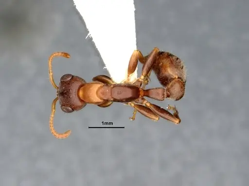 Pseudomyrmex pallens - CASENT4032418
