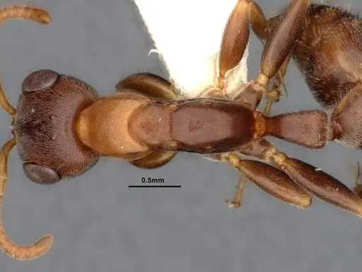 Pseudomyrmex pallens - CASENT4032418