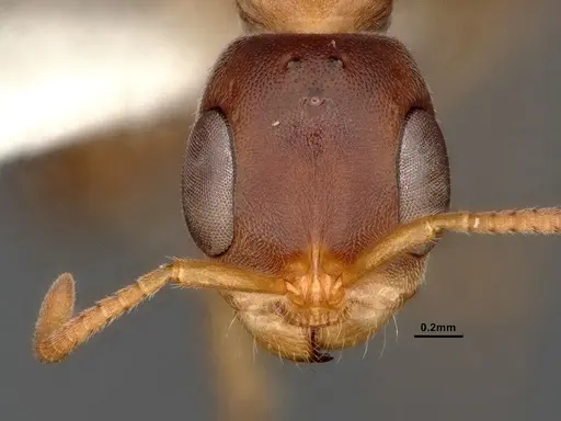 Pseudomyrmex pallens - CASENT4032418