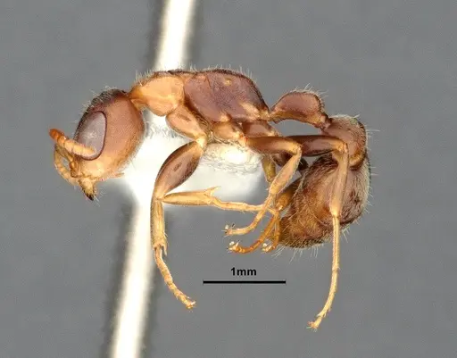 Pseudomyrmex pallens - CASENT4032418