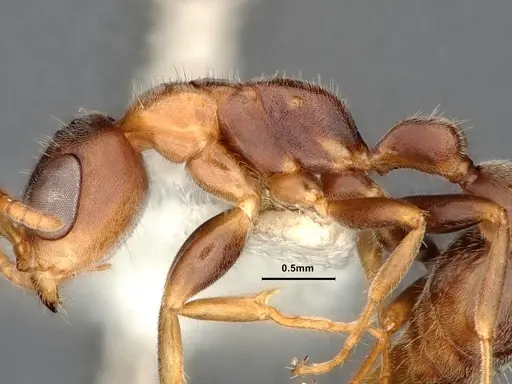 Pseudomyrmex pallens - CASENT4032418