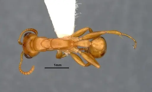 Pseudomyrmex pallens - CASENT4032419