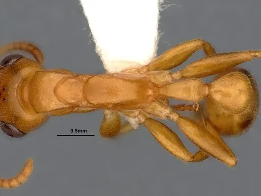 Pseudomyrmex pallens - CASENT4032419