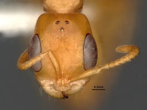 Pseudomyrmex pallens - CASENT4032419