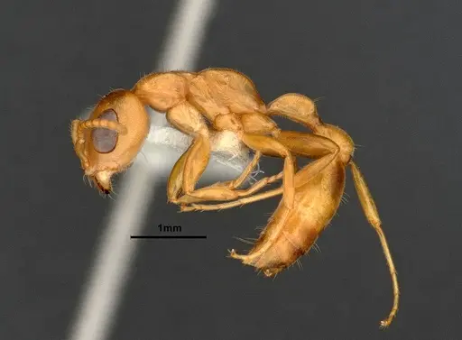 Pseudomyrmex pallens - CASENT4032419