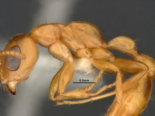 Pseudomyrmex pallens - CASENT4032419