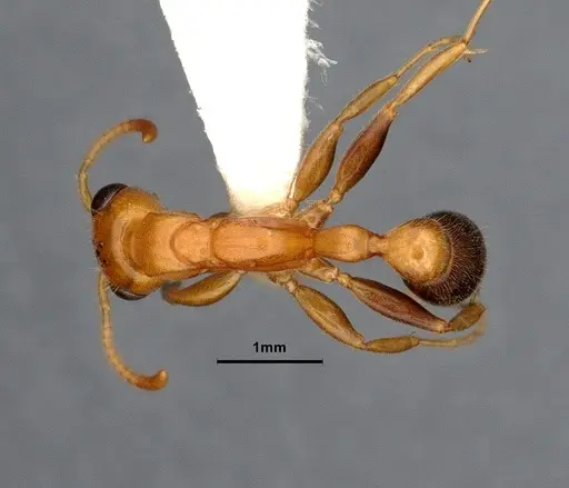 Pseudomyrmex pallens - CASENT4032420