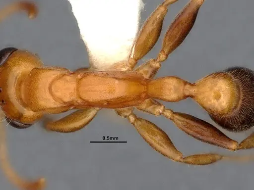 Pseudomyrmex pallens - CASENT4032420