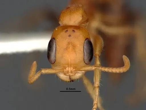 Pseudomyrmex pallens - CASENT4032420