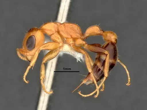 Pseudomyrmex pallens - CASENT4032420