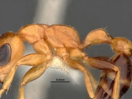 Pseudomyrmex pallens - CASENT4032420