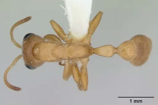 Pseudomyrmex pallens - LACMENT142469