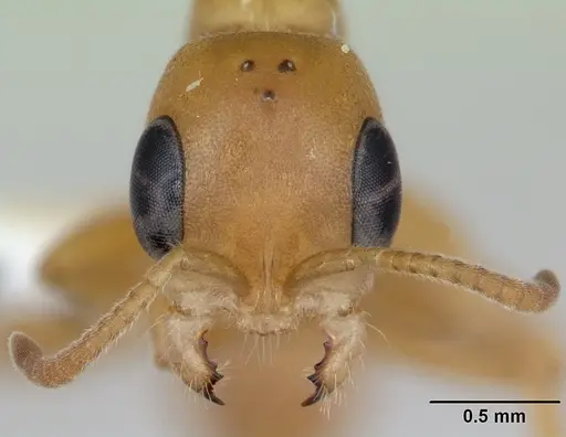 Pseudomyrmex pallens - LACMENT142469