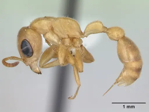 Pseudomyrmex pallens - LACMENT142469