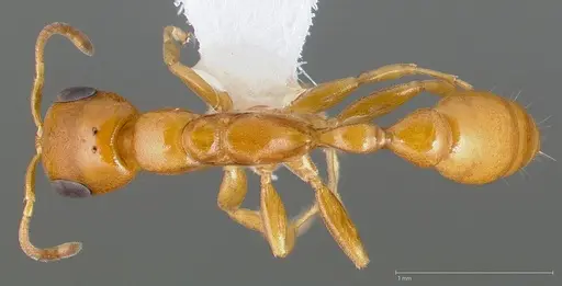 Pseudomyrmex pallidus specimen