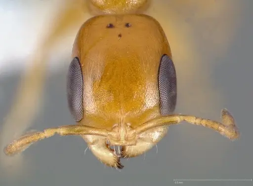 Pseudomyrmex pallidus specimen