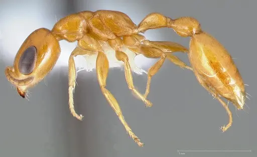 Pseudomyrmex pallidus specimen