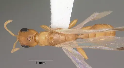 Pseudomyrmex pallidus - CASENT0103866