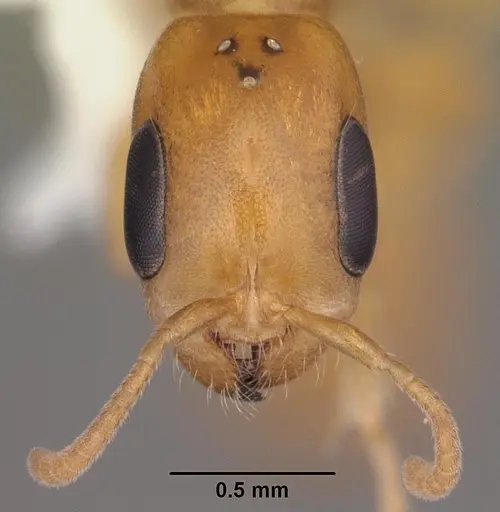 Pseudomyrmex pallidus - CASENT0103866
