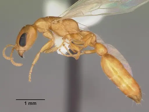 Pseudomyrmex pallidus - CASENT0103866