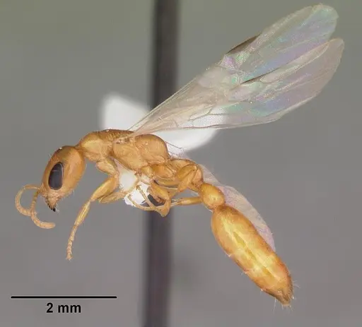 Pseudomyrmex pallidus - CASENT0103866