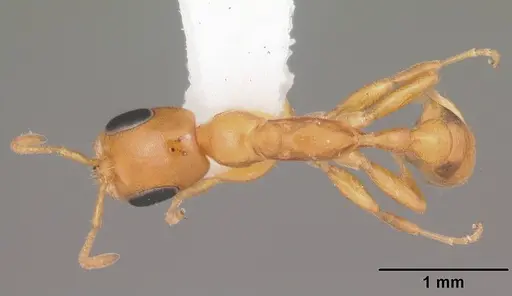 Pseudomyrmex pallidus - CASENT0103890