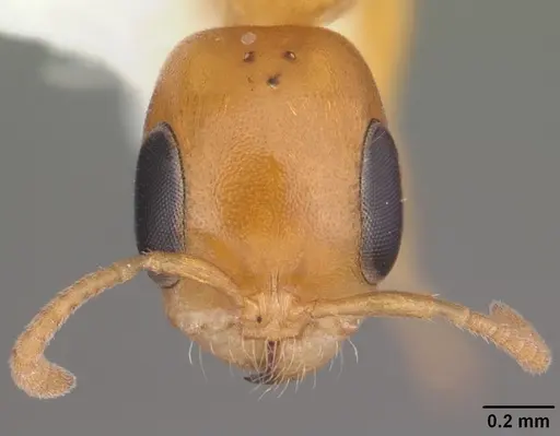 Pseudomyrmex pallidus - CASENT0103890