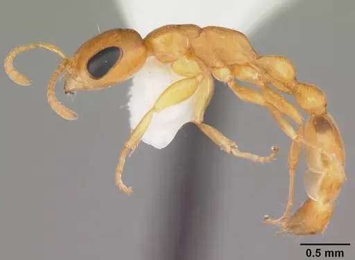 Pseudomyrmex pallidus - CASENT0103890