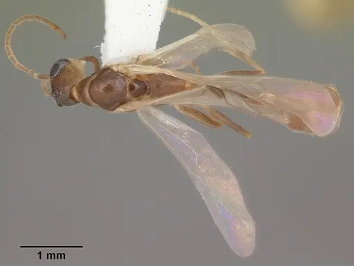 Pseudomyrmex pallidus - CASENT0104249