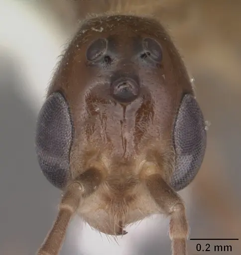 Pseudomyrmex pallidus - CASENT0104249