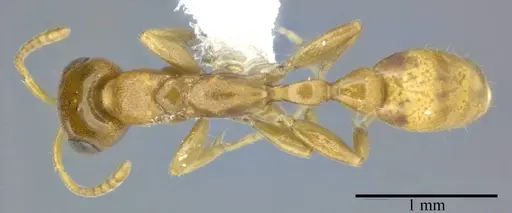 Pseudomyrmex pallidus - CASENT0246350