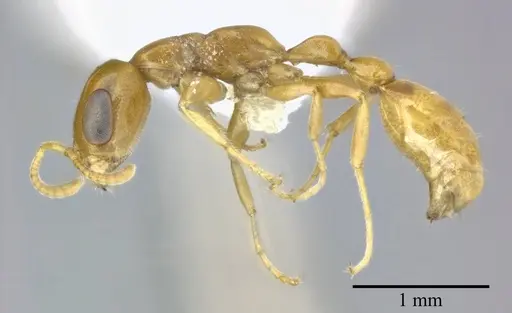 Pseudomyrmex pallidus - CASENT0246350