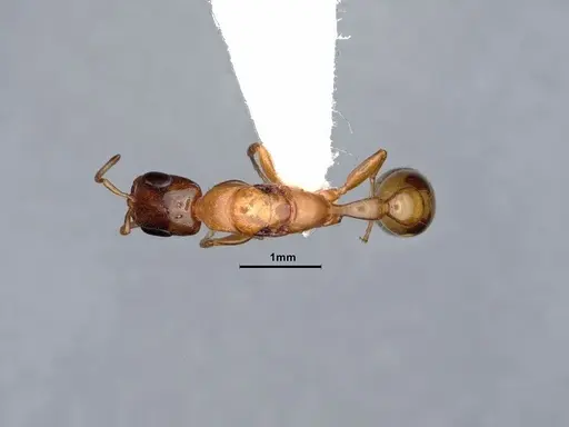 Pseudomyrmex pallidus - CASENT0884340