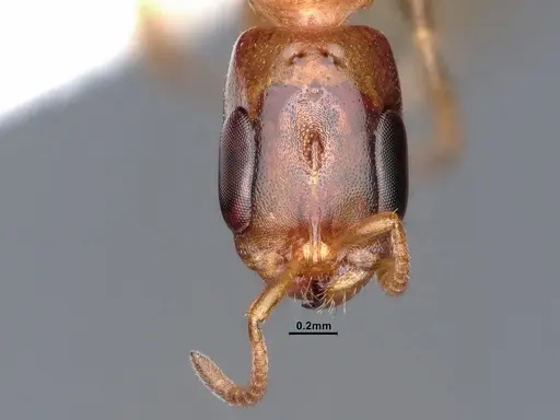 Pseudomyrmex pallidus - CASENT0884340