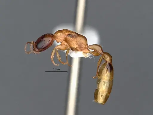 Pseudomyrmex pallidus - CASENT0884340
