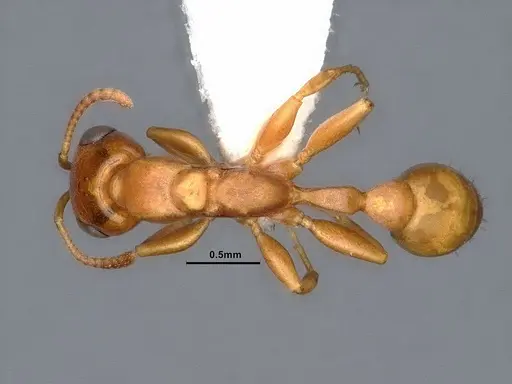 Pseudomyrmex pallidus - CASENT0884341