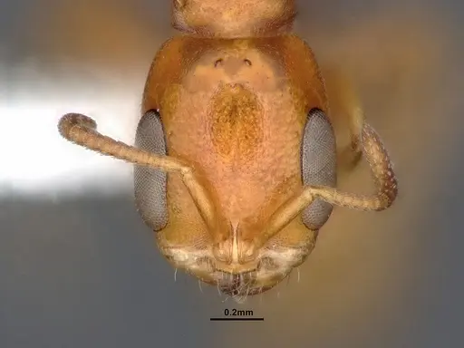 Pseudomyrmex pallidus - CASENT0884341