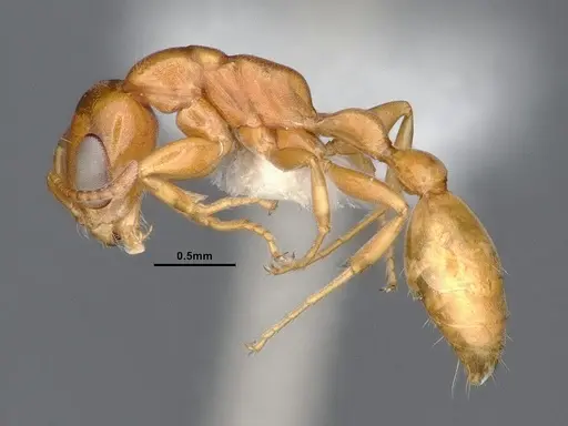 Pseudomyrmex pallidus - CASENT0884341