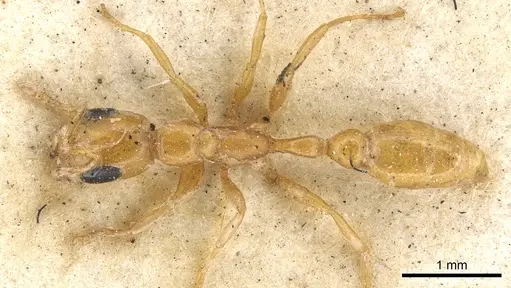 Pseudomyrmex pallidus - CASENT0902900