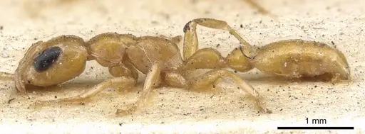 Pseudomyrmex pallidus - CASENT0902900