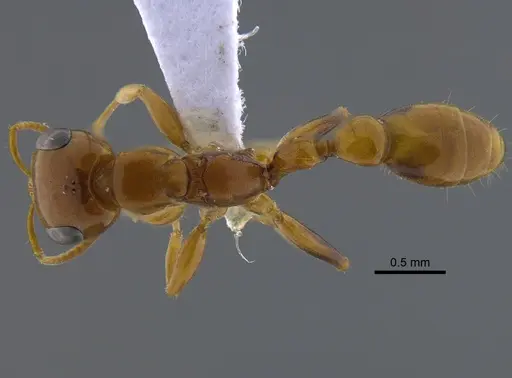 Pseudomyrmex pallidus - CBUMAGENT41735