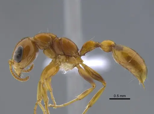 Pseudomyrmex pallidus - CBUMAGENT41735