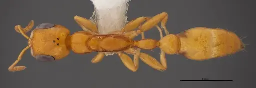 Pseudomyrmex pallidus - FMNHINS0000078509